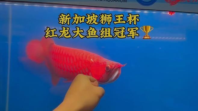 龍魚大賽冠軍