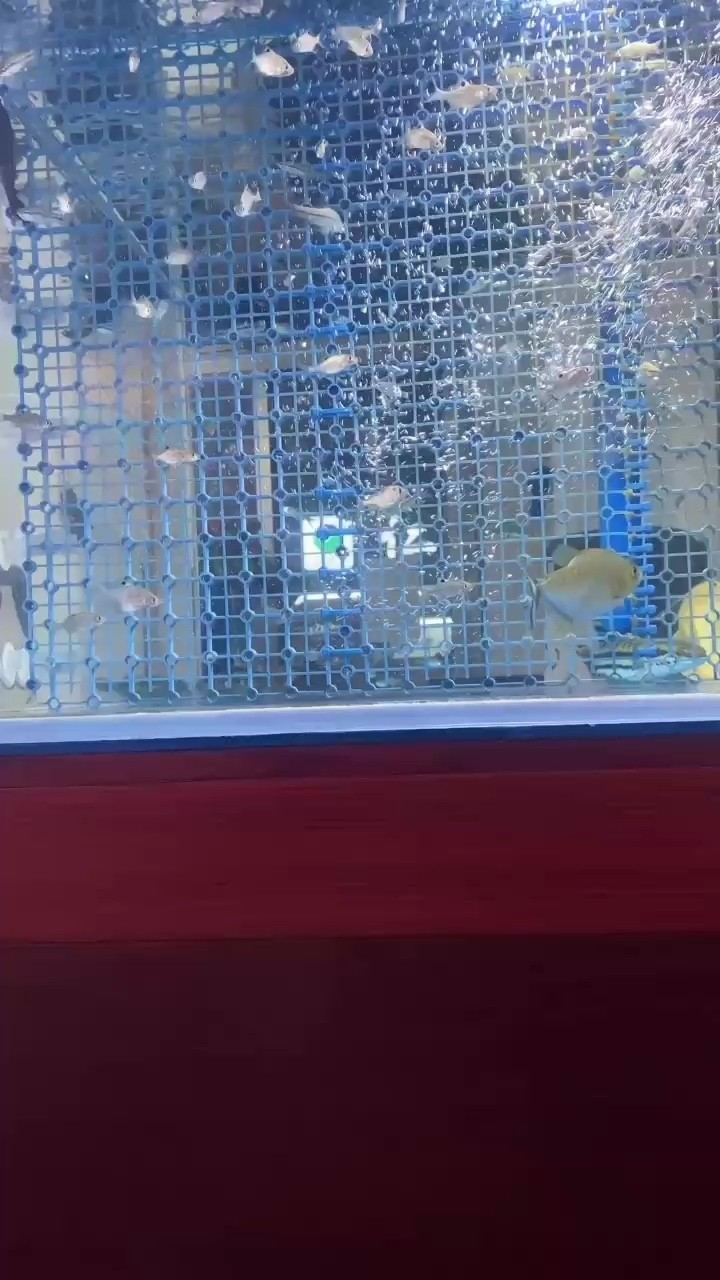 秘錄普黑水虎