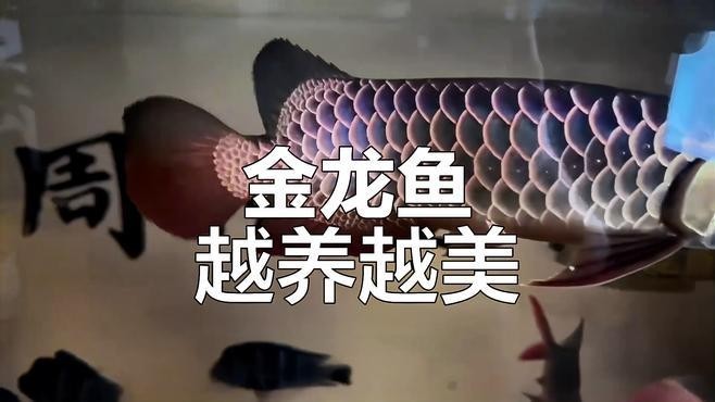 金龍魚冠軍視頻