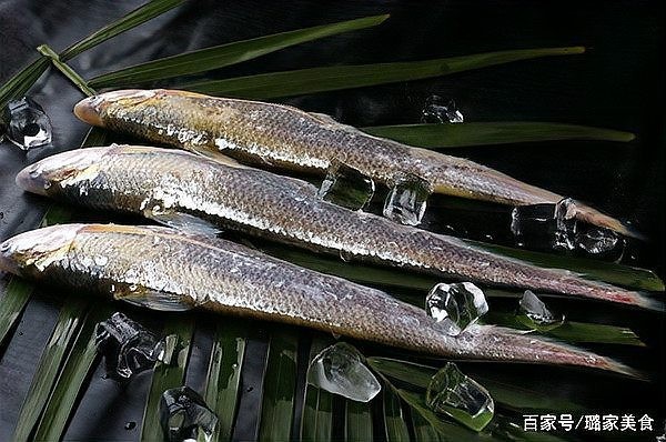 金龍魚冠軍視頻