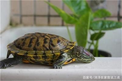 龍魚打架一般隔離多久：關于龍魚打架隔離時間的詳細信息 龍魚打架一般隔離多久：關于龍魚打架隔離時間的詳細信息 龍魚百科