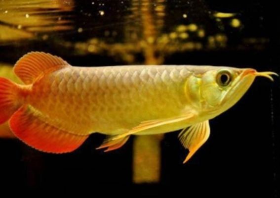 金龍魚藍龍多少錢金龍魚藍龍多少錢金龍魚藍龍多少錢：金龍魚和藍龍魚的一般價格 金龍魚藍龍多少錢金龍魚藍龍多少錢金龍魚藍龍多少錢：金龍魚和藍龍魚的一般價格 龍魚百科 第2張