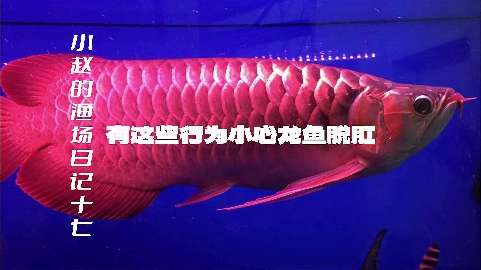如何預防龍魚再次脫肛？
