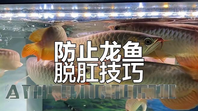如何預防龍魚再次脫肛？