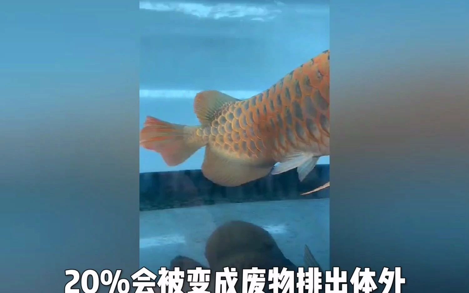 如何預防龍魚再次脫肛？