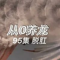 如何預防龍魚再次脫肛？