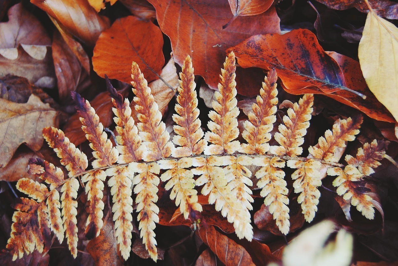 <strong><mark>福建</mark></strong>東山島黃翅魚