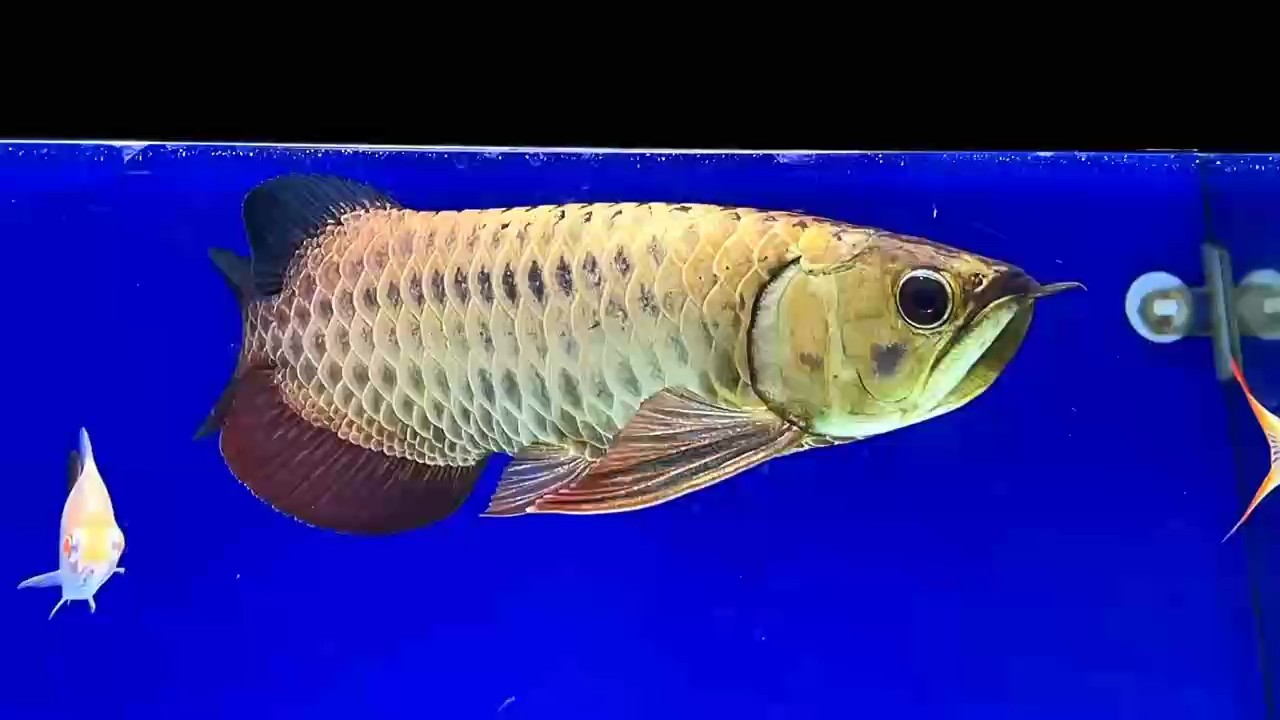 A G琥珀金炮彈頭