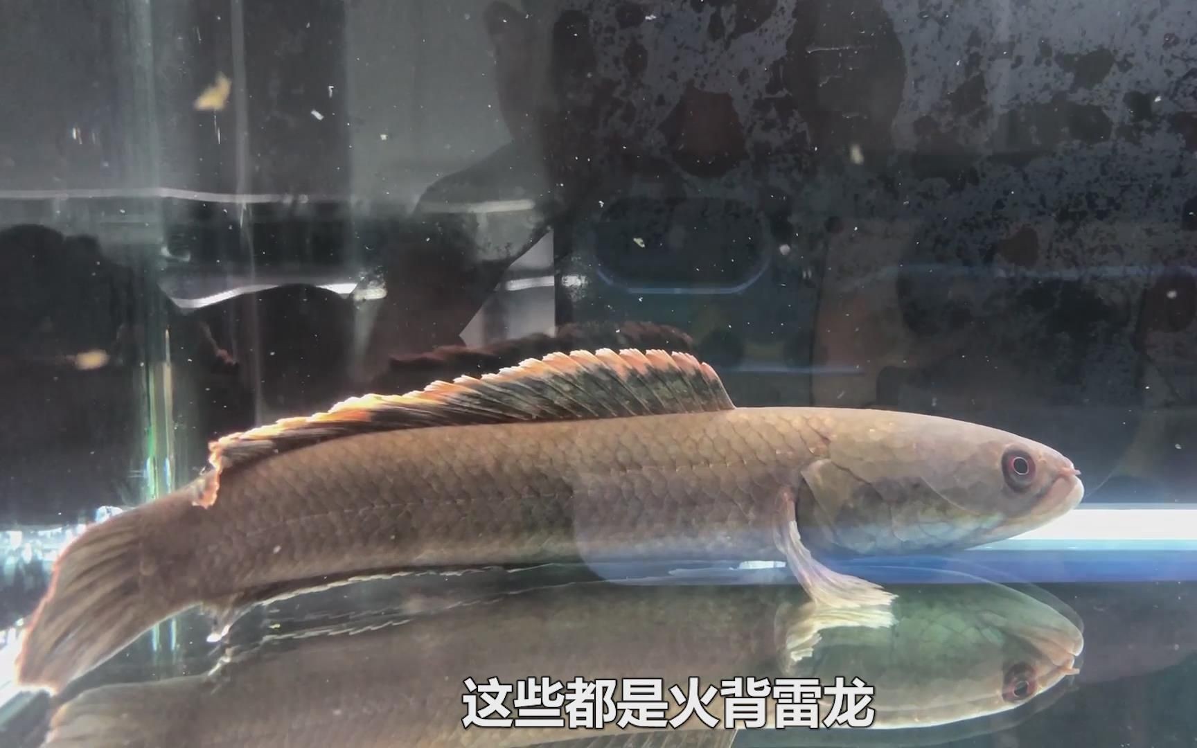 雷龍魚市場價格，雷龍魚市場價格趨勢預測雷龍魚品種及其價格范圍