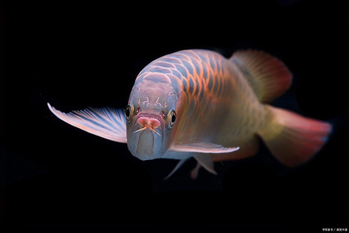龍魚(yú)弓背最快恢復(fù)方法