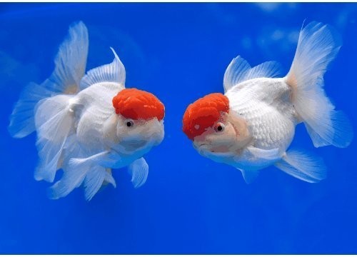 金龍魚比賽有哪些獎項？
