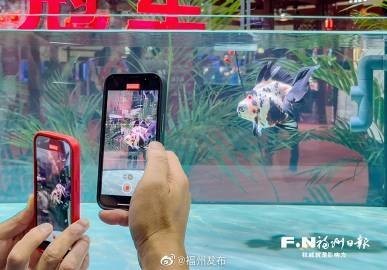 金龍魚比賽有哪些獎項？