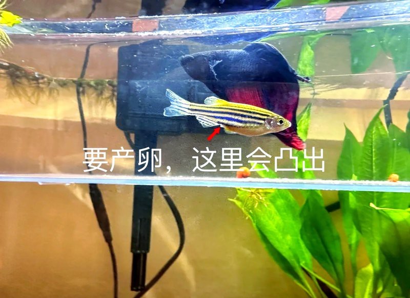 斑馬魚產子全過程 斑馬魚產子全過程 龍魚論壇 第2張