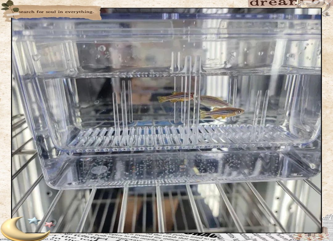 斑馬魚產子全過程 斑馬魚產子全過程 龍魚論壇 第3張