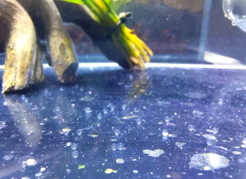 斑馬魚產子全過程 斑馬魚產子全過程 龍魚論壇 第4張