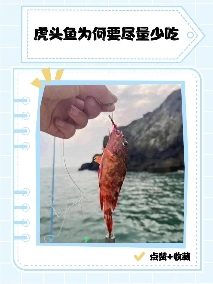 虎頭魚的毒性與危害 虎頭魚的毒性與危害 龍魚論壇 第3張