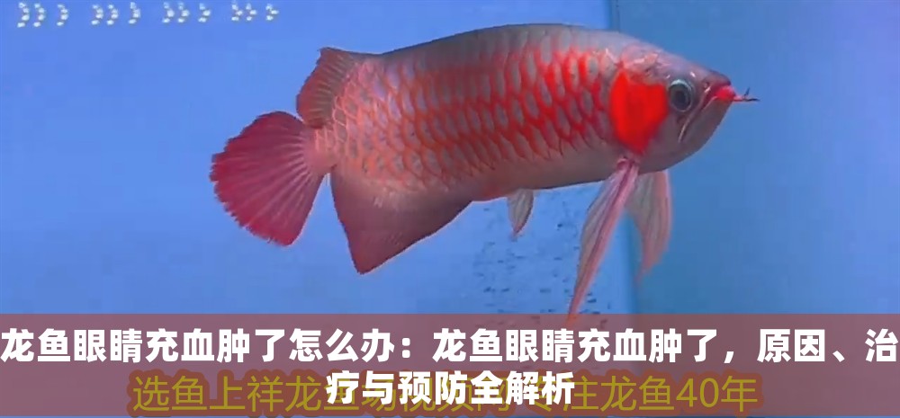龍魚眼睛充血腫了怎么辦：龍魚眼睛充血腫了，原因、治療與預防全解析