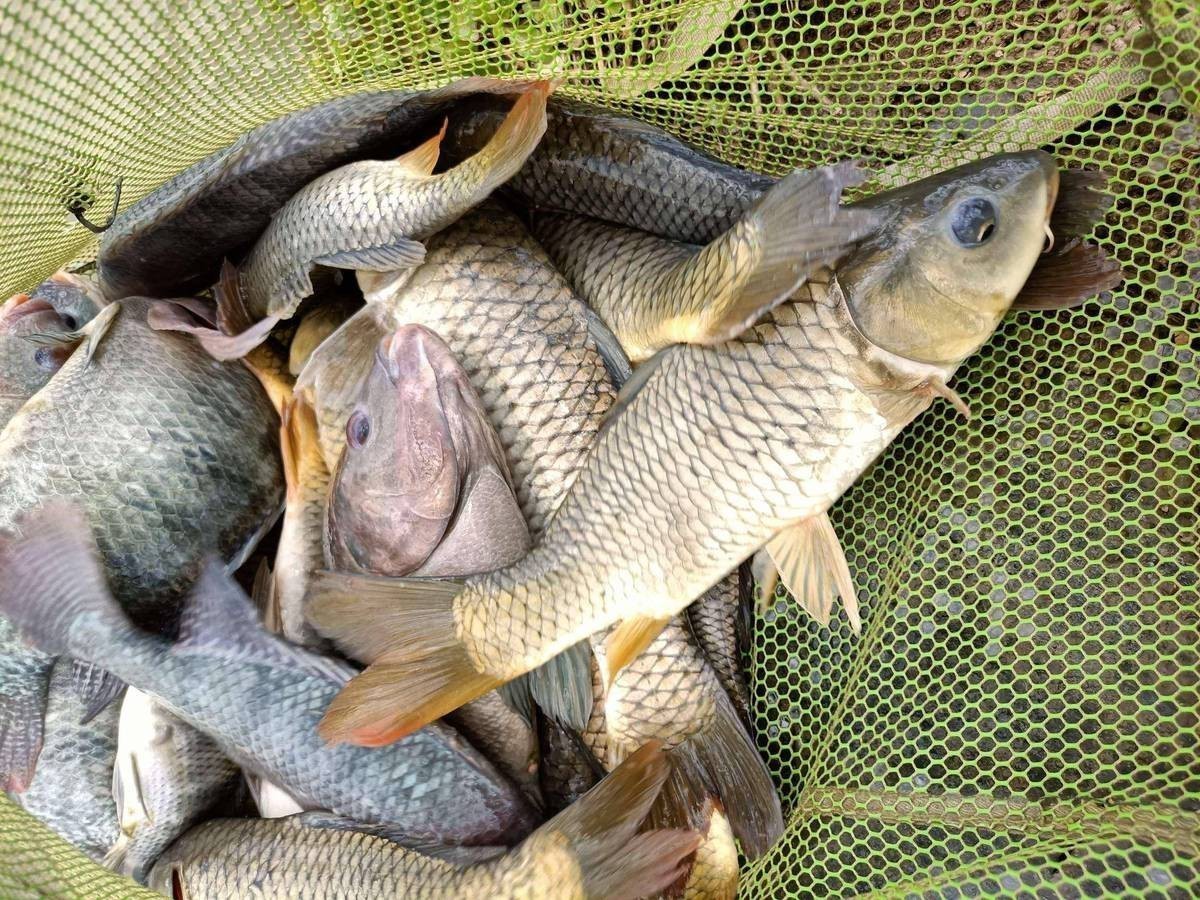 魚缸里的魚缸里的石頭圖片和魚缸里的石頭圖片的作用：魚缸里的石頭怎么洗