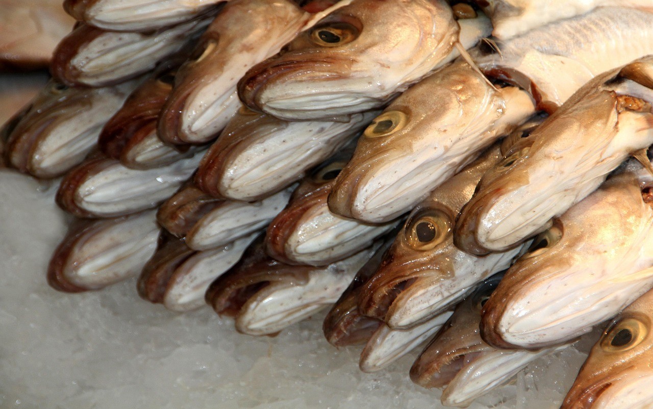 申古銀版魚(yú)最忌三種東西