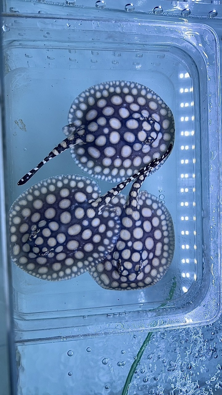 男神魟魚