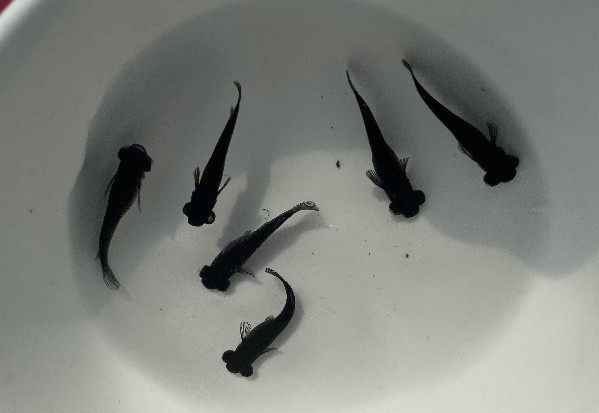 長(zhǎng)城杯觀賞蝦錦標(biāo)賽怎么參加