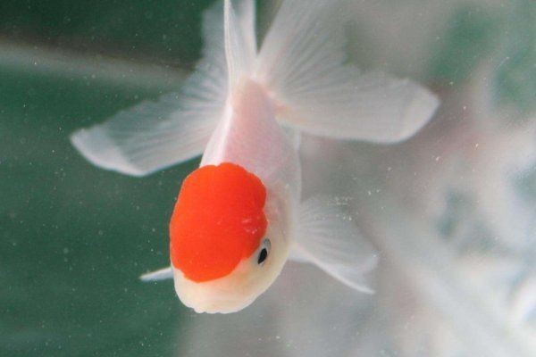 紅運當頭魚學名