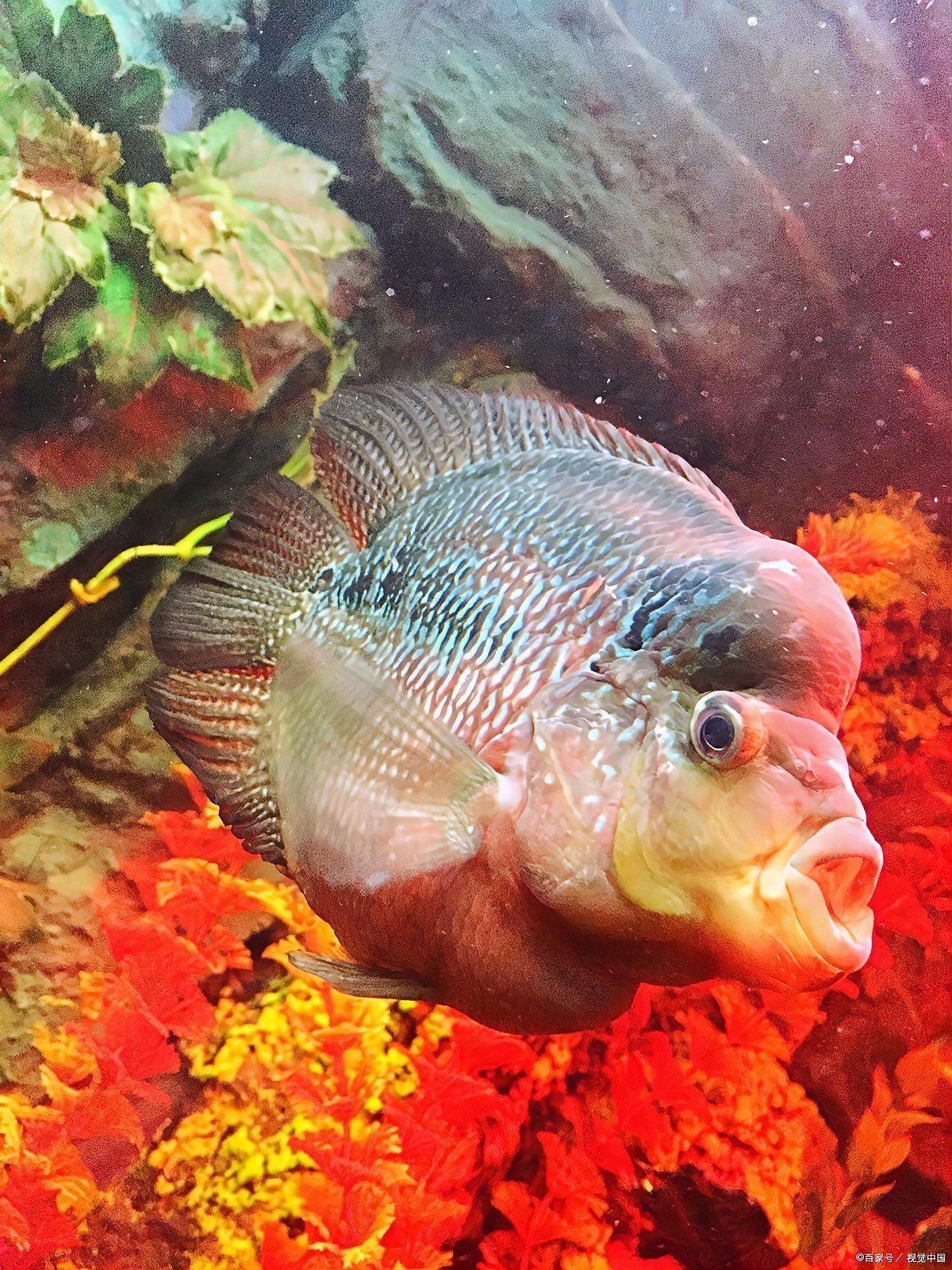 紅運當頭魚學名