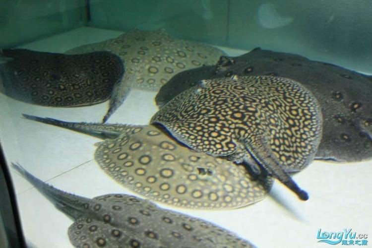 魟魚懷孕早期癥狀圖片