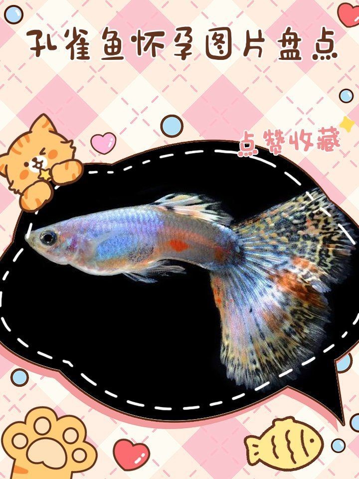黃鰭鯧和龍魚混養注意事項圖片大全【黃鰭鯧和龍魚混養時需要注意哪些水質參數】