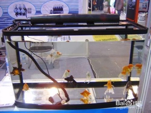 魚缸換水后注意事項：在魚缸換水后，應注意以下幾點：確保水質(zhì)穩(wěn)定，水溫適宜 魚缸換水后注意事項：在魚缸換水后，應注意以下幾點：確保水質(zhì)穩(wěn)定，水溫適宜 魚缸百科 第4張