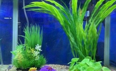 魚缸增氧泵要多大(80厘米的魚缸增氧泵要多大選擇合適的魚缸增氧泵需要考慮多個因素) 魚缸百科 第4張 魚缸增氧泵要多大(80厘米的魚缸增氧泵要多大選擇合適的魚缸增氧泵需要考慮多個因素) 魚缸增氧泵要多大(80厘米的魚缸增氧泵要多大選擇合適的魚缸增氧泵需要考慮多個因素) 魚缸百科 第4張