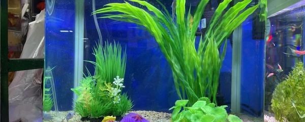 魚缸增氧泵要多大(80厘米的魚缸增氧泵要多大選擇合適的魚缸增氧泵需要考慮多個因素) 魚缸百科 第5張 魚缸增氧泵要多大(80厘米的魚缸增氧泵要多大選擇合適的魚缸增氧泵需要考慮多個因素) 魚缸增氧泵要多大(80厘米的魚缸增氧泵要多大選擇合適的魚缸增氧泵需要考慮多個因素) 魚缸百科 第5張