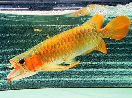 長城杯龍魚比賽有哪些參賽要求？