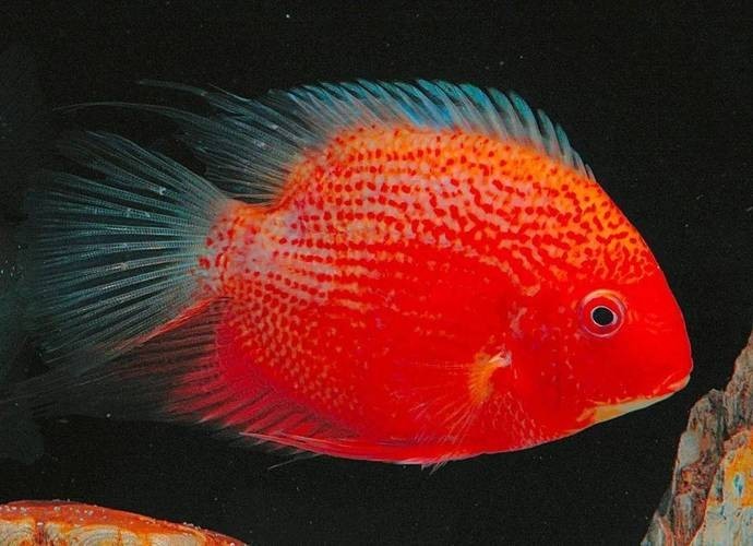 還有哪些廣東水族展值得關注？