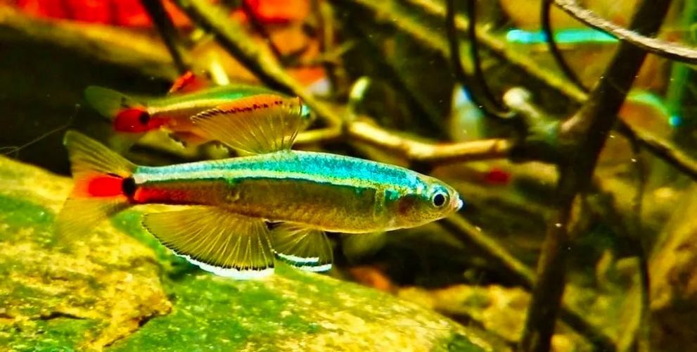 還有哪些廣東水族展值得關注？