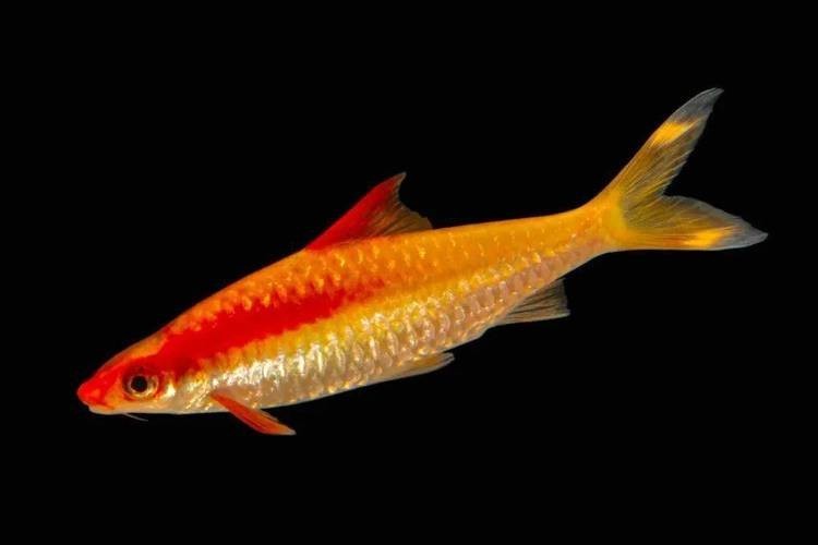 還有哪些廣東水族展值得關注？