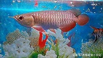 20公分龍魚一天吃多少小魚