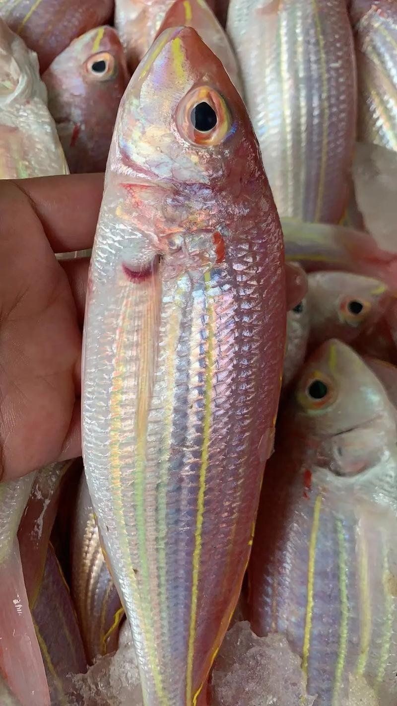 跟紅頭魚(yú)很像的魚(yú)