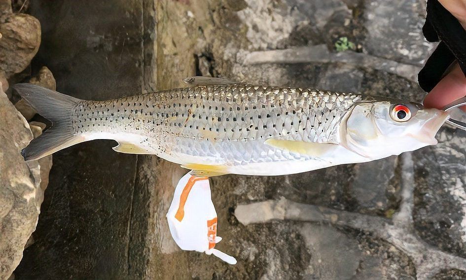 跟紅頭魚(yú)很像的魚(yú)