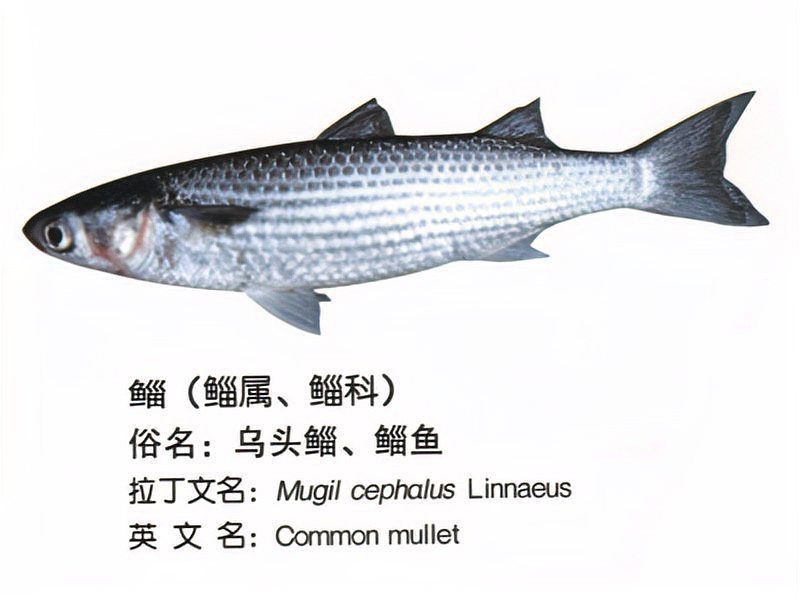 跟紅頭魚(yú)很像的魚(yú)