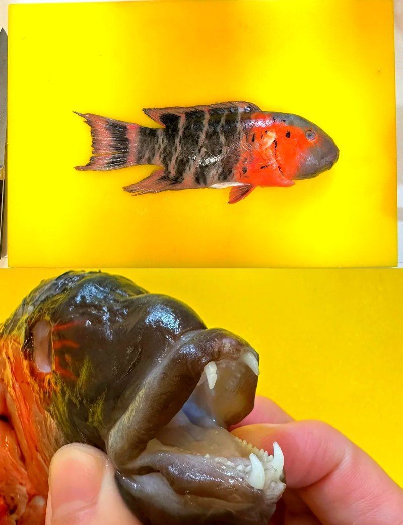 跟紅頭魚(yú)很像的魚(yú)