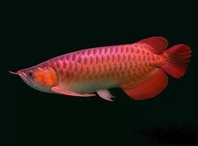 金龍魚半個(gè)月不喂可以嗎：金魚一周不喂食會死嗎