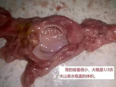 金龍魚半個(gè)月不喂可以嗎：金魚一周不喂食會死嗎