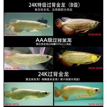 滎陽(yáng)市佳寶水族專營(yíng)店（滎陽(yáng)市佳寶水族專營(yíng)店在哪）