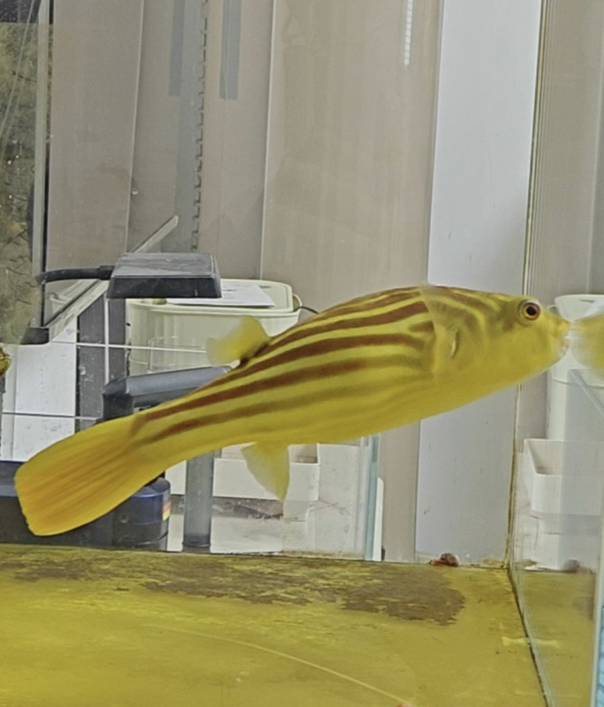斑馬狗頭魚鄭州漁場發貨包郵紅順紋精品