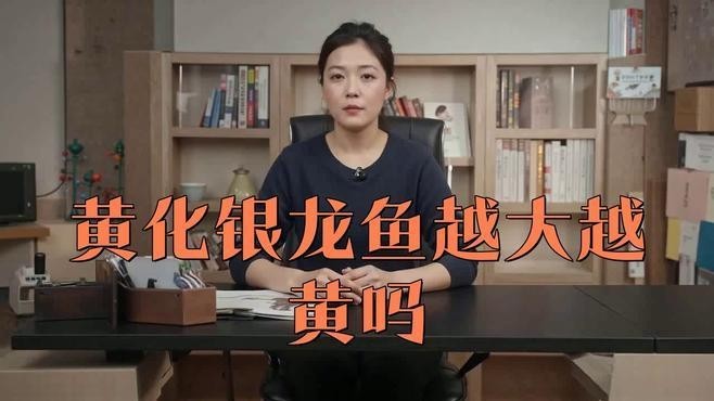 黃色的銀龍魚(yú)