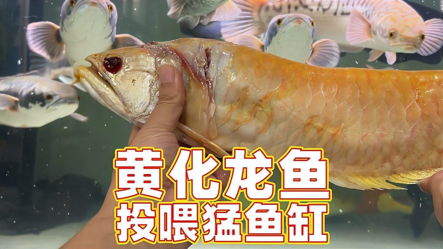黃色的銀龍魚(yú)