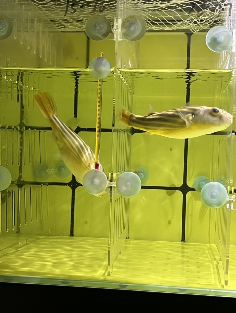 斑馬狗頭魚鄭州漁場發貨包郵紅順紋精品