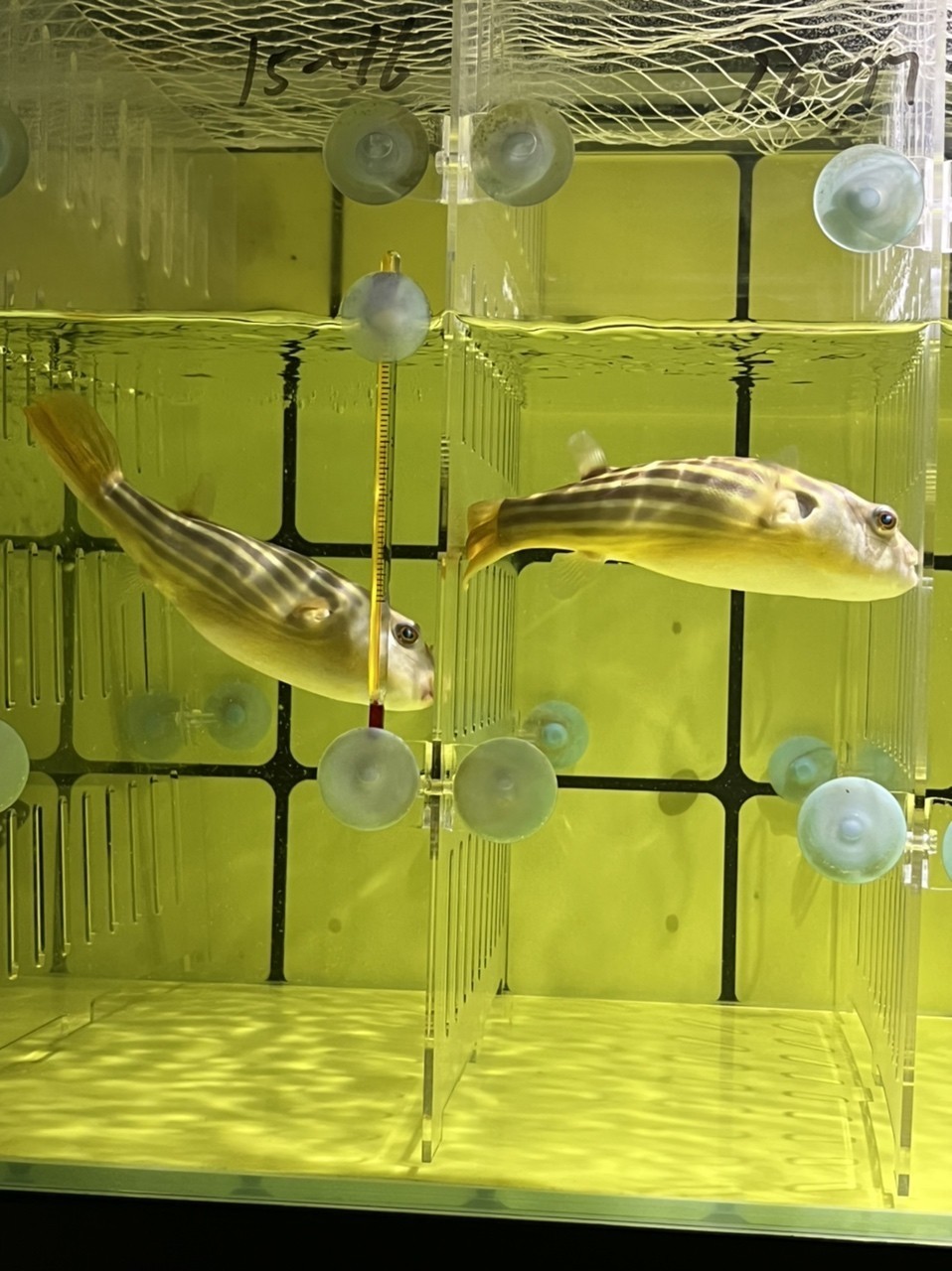 斑馬狗頭魚鄭州漁場發貨包郵紅順紋精品