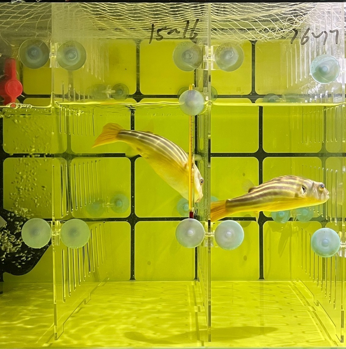 斑馬狗頭魚鄭州漁場發貨包郵紅順紋精品